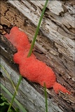 Tubulifera arachnoidea image