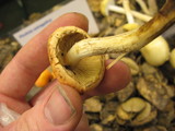 Pholiota astragalina image