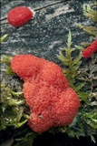 Tubulifera arachnoidea image