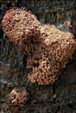Tubulifera arachnoidea image