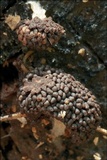 Tubulifera arachnoidea image