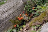 Tubulifera arachnoidea image