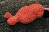 Tubulifera arachnoidea image