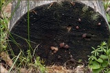 Tubulifera arachnoidea image