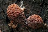 Tubulifera arachnoidea image