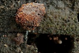 Tubulifera arachnoidea image