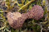 Tubulifera arachnoidea image