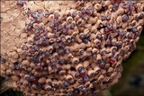 Tubulifera arachnoidea image