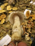 Amanita sect. Vaginatae image