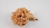 Ramaria botrytis image