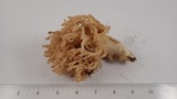 Ramaria botrytis image
