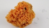 Ramaria gelatiniaurantia image