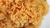 Ramaria gelatiniaurantia image