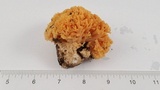 Ramaria gelatiniaurantia image