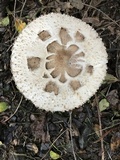 Chlorophyllum rachodes image