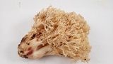 Ramaria vinosimaculans image