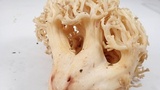 Ramaria vinosimaculans image