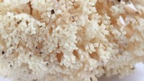 Ramaria vinosimaculans image