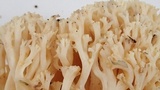Ramaria vinosimaculans image