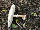 Chlorophyllum rachodes image