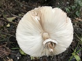 Chlorophyllum rachodes image