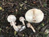 Chlorophyllum rachodes image