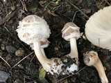 Chlorophyllum rachodes image