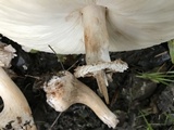 Chlorophyllum rachodes image