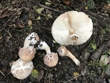 Chlorophyllum rachodes image