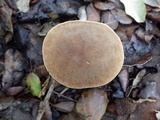 Boletus rubellus image