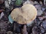 Boletus rubellus image