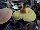 Boletus rubellus image
