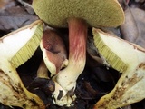 Boletus rubellus image