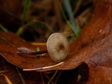 Melanophyllum haematospermum image