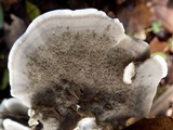 Bjerkandera adusta image