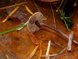 Melanophyllum haematospermum image