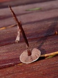 Melanophyllum haematospermum image