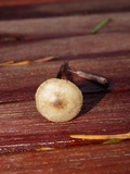 Melanophyllum haematospermum image