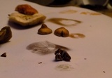 Melanophyllum haematospermum image
