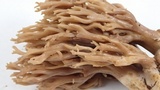 Ramaria violaceibrunnea image