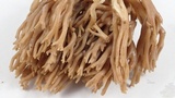 Ramaria violaceibrunnea image