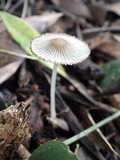 Coprinellus limicola image