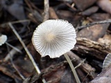 Coprinellus limicola image