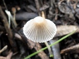 Coprinellus limicola image
