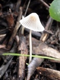 Coprinellus limicola image