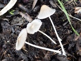 Coprinellus limicola image