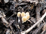 Coprinellus limicola image