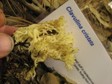 Clavulina coralloides image