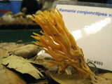 Ramaria conjunctipes image