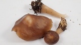 Rhodocollybia butyracea image